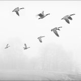 3rd-Early Morning Flight-Tony Spooner