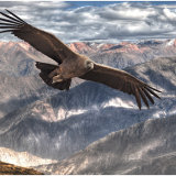 Flight of the condor