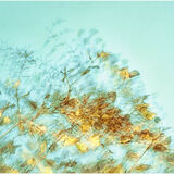Gold Lizzie Hankin Dancing To The Breeze