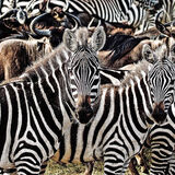 HC A dazzle of Zebras Jane Baker