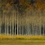 HC Birch Plantation St Aulay Keith Ridings