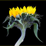 HC Sunflower Mary Gebauer