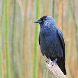 Jackdaw keeping watch