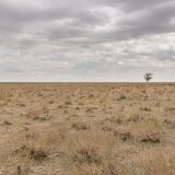 Commended-Lone Survivor Uzbek Plain-Bob Reynolds