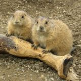 PRAIRIE DOGS