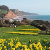 Peak Hill Daffodil Display