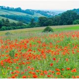 Poppies in Lost Gardens of Heligan