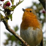 Robin Redbreast