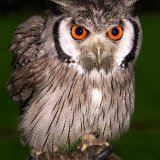 SCOPS OWL