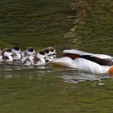 Shellduck family