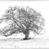 Highly Commended-Sheltering from the blizzard-Suzanne Parsons LRPS