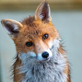 Silver Barry Curwen Inquisitive Fox