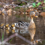 Silver Barry Curwen Mallard And Ducklings