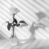 Silver Harri Morris The Rose
