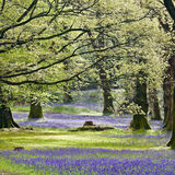 Silver Jane Baker Bluebell Landscape