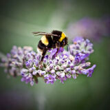 Silver Jane Baker Lavender Bee