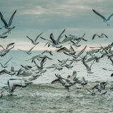 Silver Sarah Hall Herring Gulls In Flight