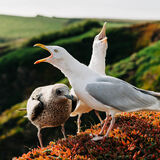 Silver Sarah Hall The Song Of The Gull