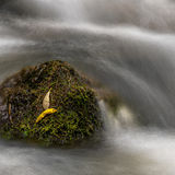 5 Points-Small leaves, River Sid-Michael Ginsberg
