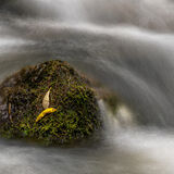 5 Points-Small leaves, River Sid-Michael Ginsberg