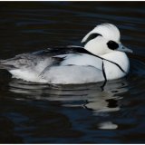 Smew