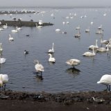 Swan Lake1