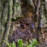 Tree trunk and fern