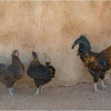 Highly Commended-Two's Company Three's a Crowd-Lynn Middleton-Flynn