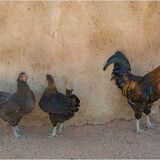 Highly Commended-Two's Company Three's a Crowd-Lynn Middleton-Flynn
