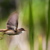 Commended-Warbler in flight-Keith Ridings