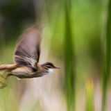 Commended-Warbler in flight-Keith Ridings