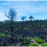 Woodbury Common after the Fire