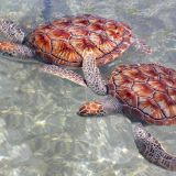 Young Turtles