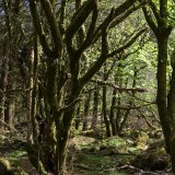 Old Forest