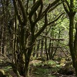 Old Forest