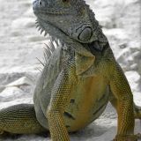 iguana