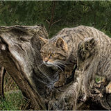 2nd-Scottish Wildcat-Bob Reynolds
