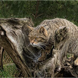 2nd-Scottish Wildcat-Bob Reynolds