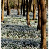 snowdrop wood