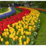 Tulips