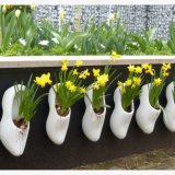 Daffodils (2)