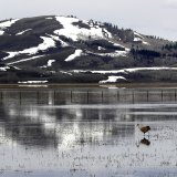 wading birds