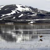 wading birds