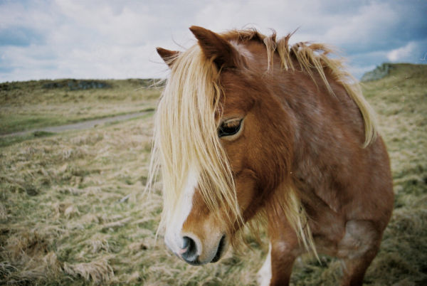 photogenic horse