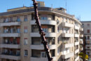 thorny modernism