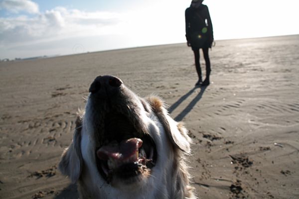 upfront barking