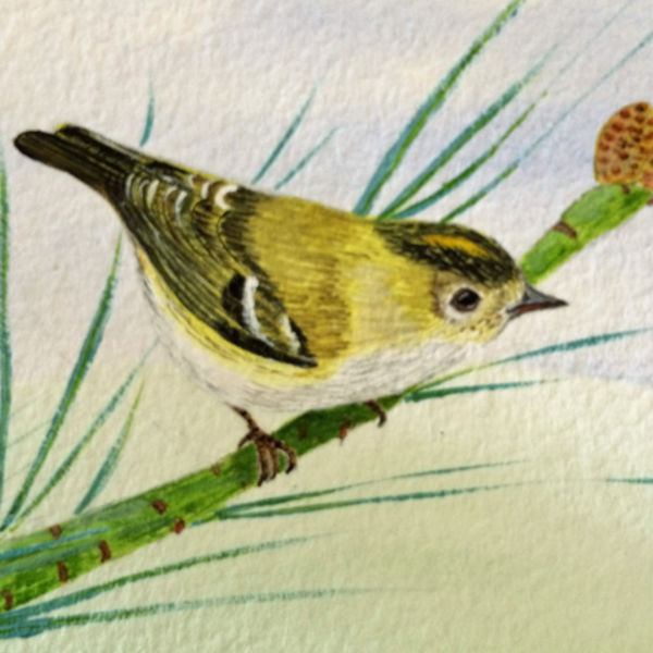 Goldcrest; NFS