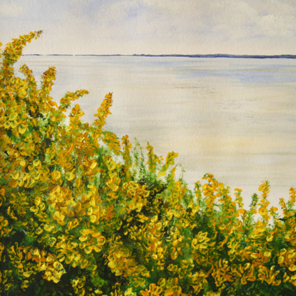 Gorse on Jack Scout; S