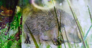 Hedgehog in Hiding
