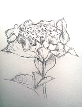 Johnmgarden17aug